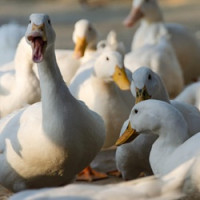 Nové ohnisko ptačí chřipky bylo potvrzeno v komerčním chovu kachen ve Středočeském kraji